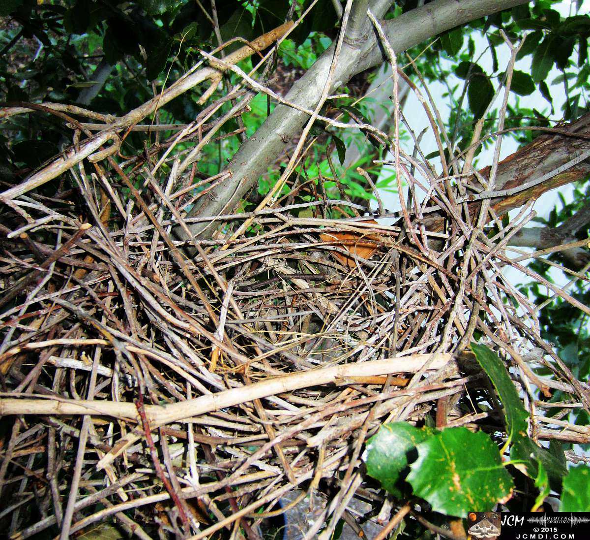 Scrub Jay nest remains slowly falling apart after birds remove inner lining for new nest elsewhere. JCMDI.COM